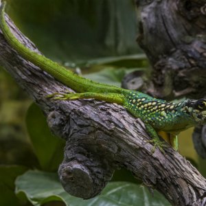 Martinique-Eidechse